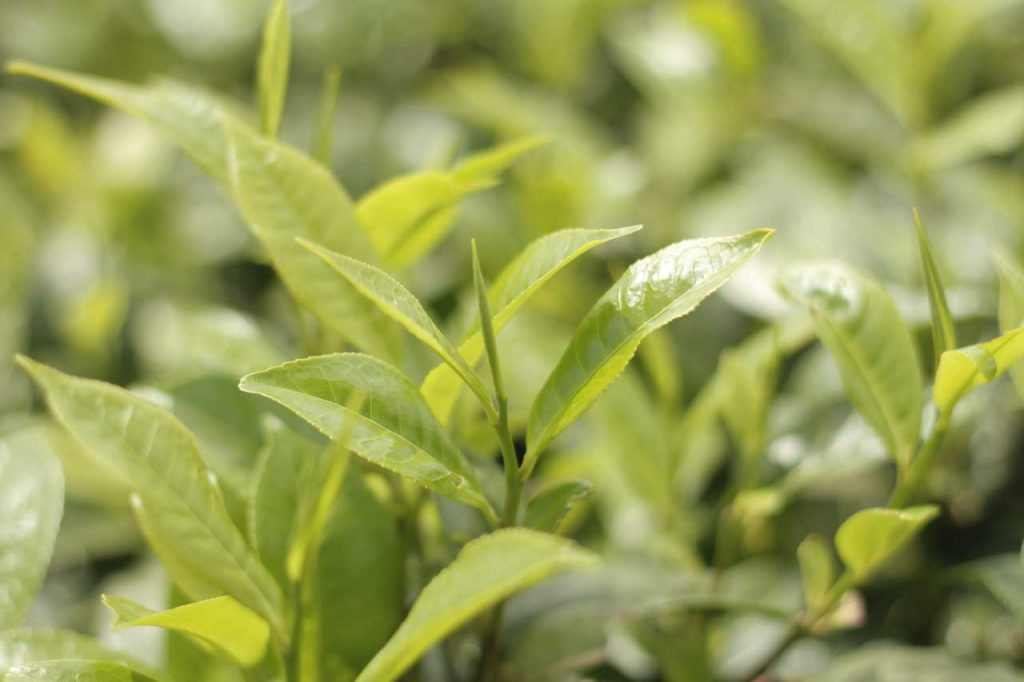 Two leaves and a bud